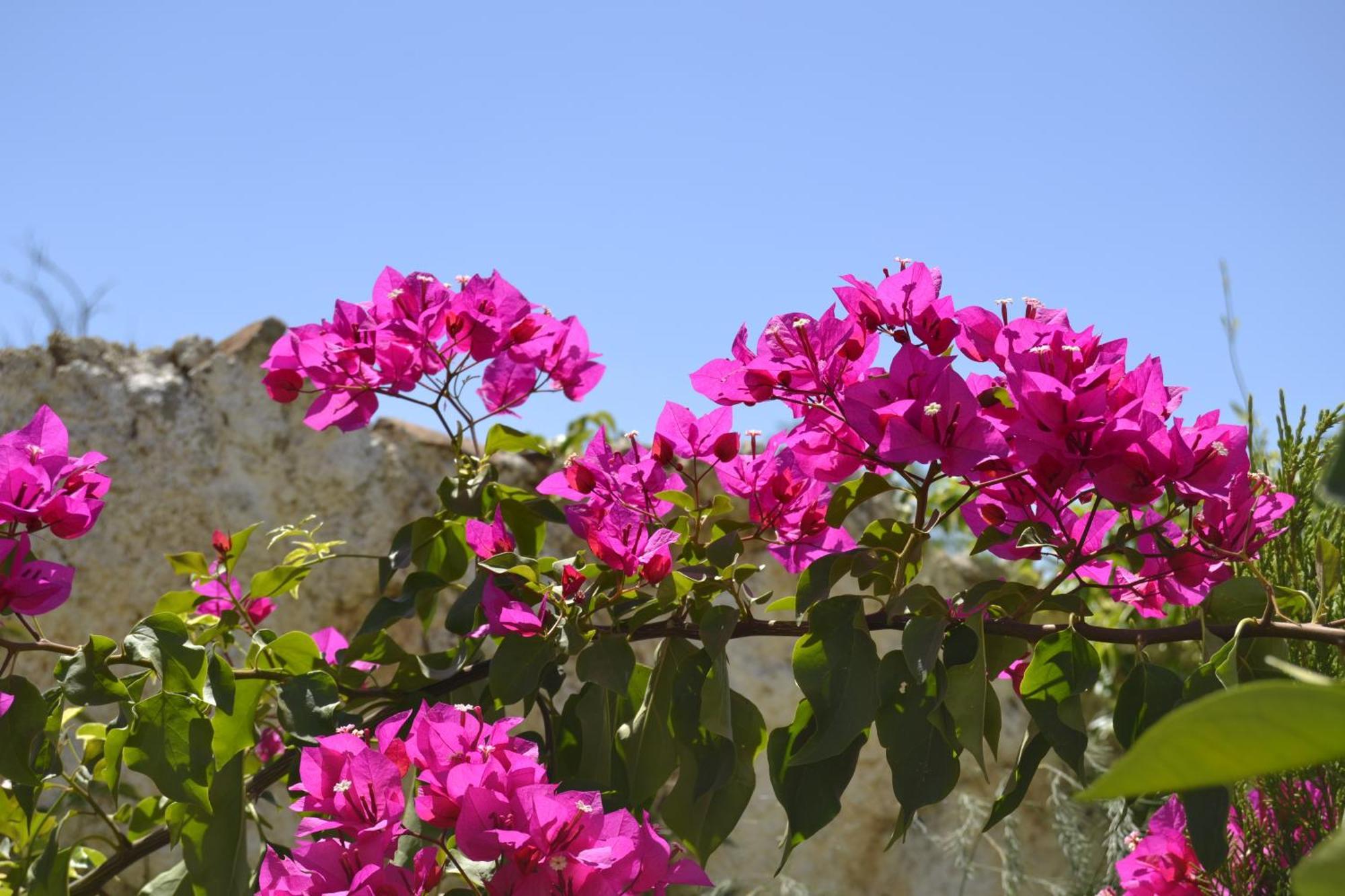 Casa Rural Tita Sacramento Hornachos 外观 照片